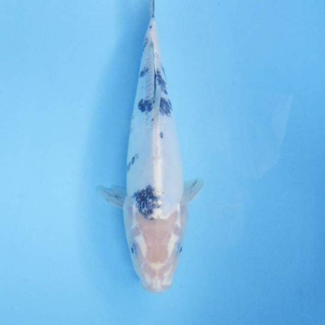 Bekko