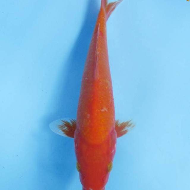 Aka hajiro 24 cm