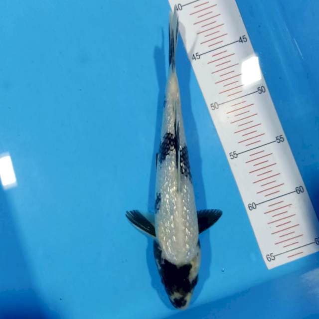 Shiro gindrin 26cm