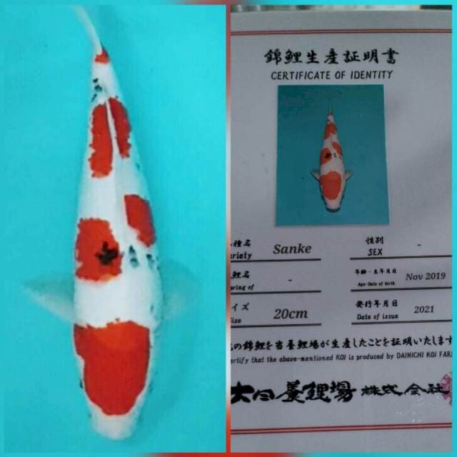 36cm super maruten sanke dainichi mantaab