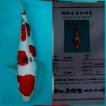 36cm super maruten sanke dainichi mantaab