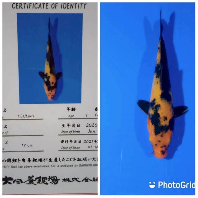 Hi utsuri tosai dainichi
