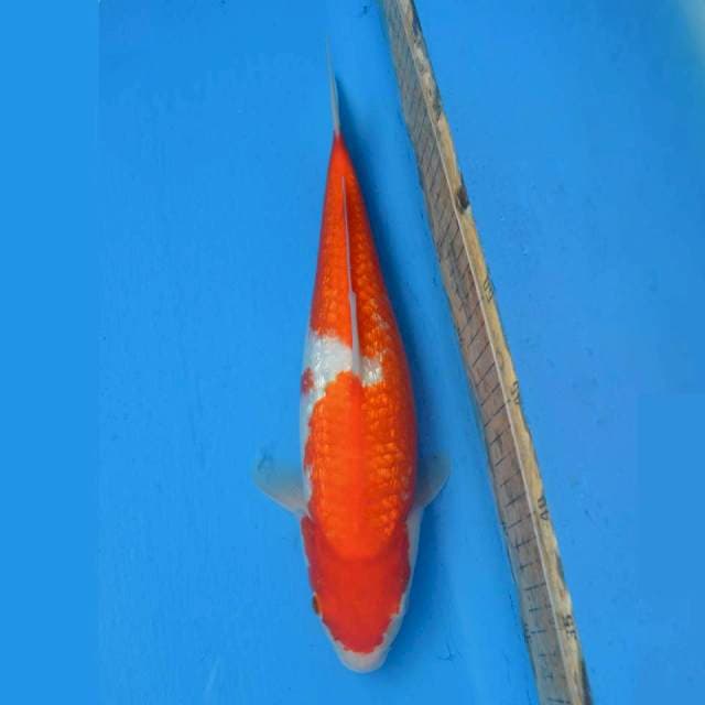 Kohaku Ginrin