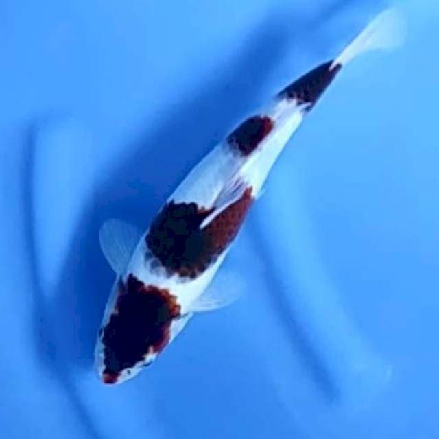 BUDO GOROMO # 28CM
