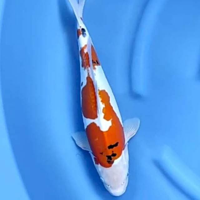 DOITSU MURNI # 42CM