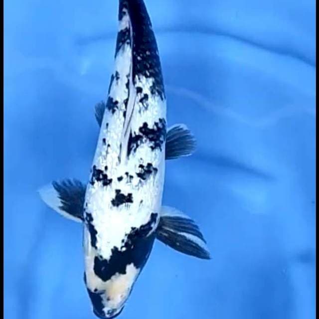 SHIRO GINRIN FULL # 38CM