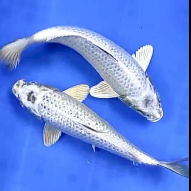 2 EKOR MUKASHI GINRIN # 25CM