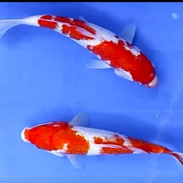2 EKOR KOHAKU GINRIN # 25-26CM