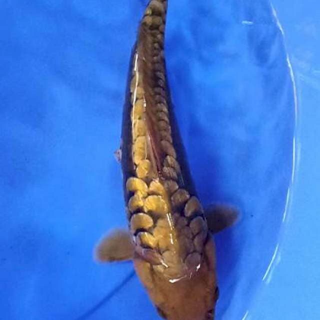Midori 34 cm