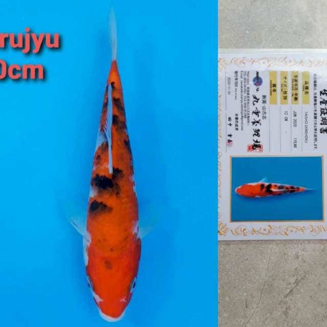 Marujyu sanke 20cm serti