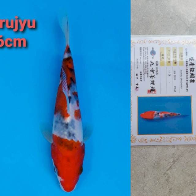 Marujyu sanke 16cm certi