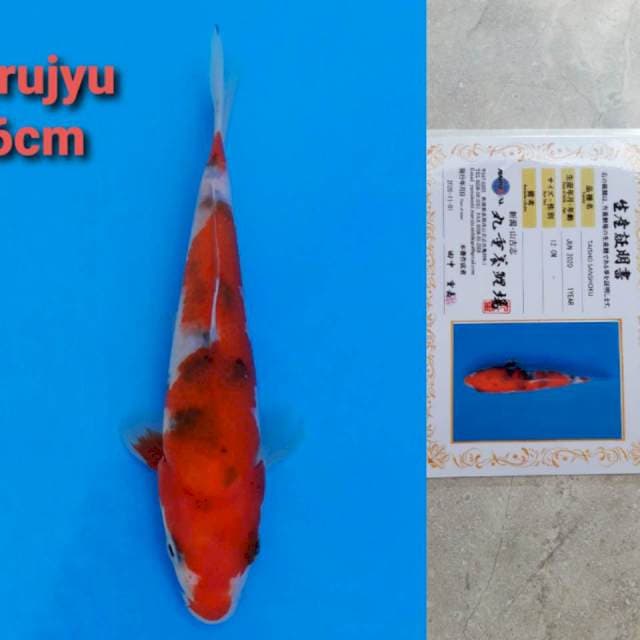 Marujyu sanke 16cm certi