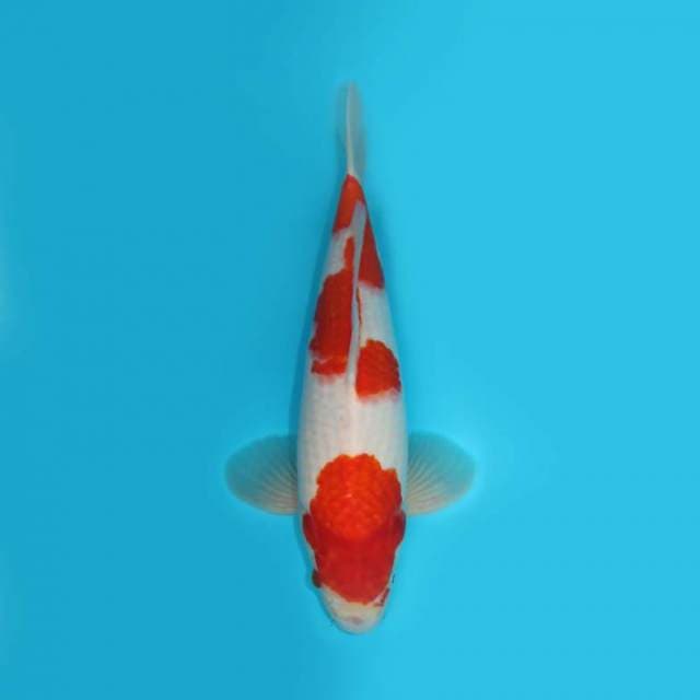 KOHAKU F1