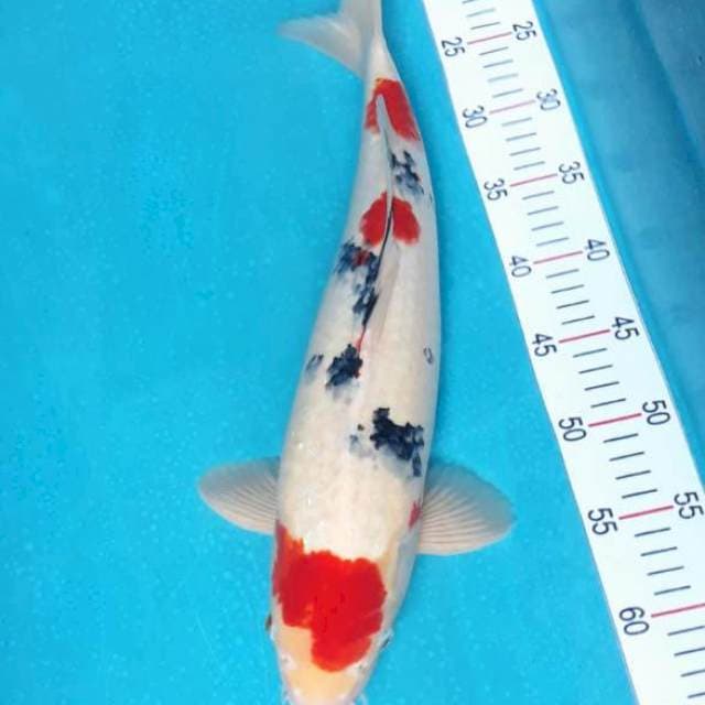 Taisho Sanshoku Jantan 45cm