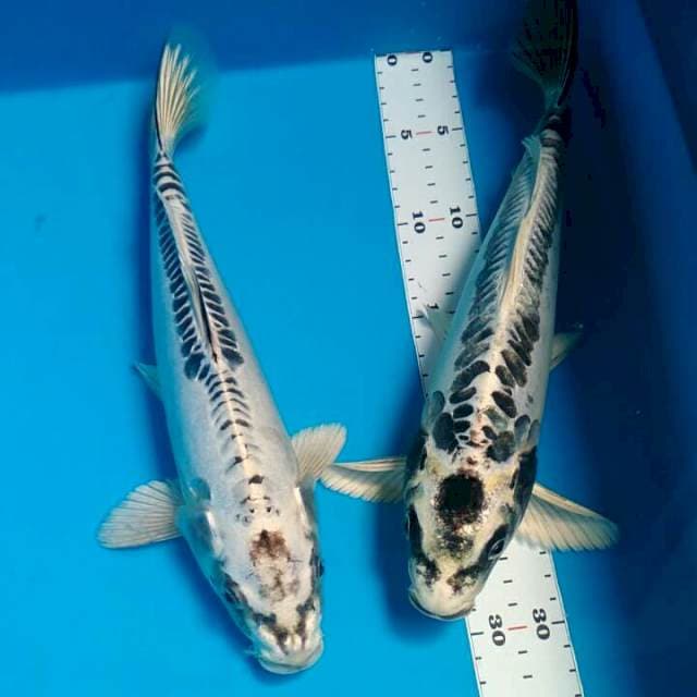 Doitsu 2 ekor (31cm)