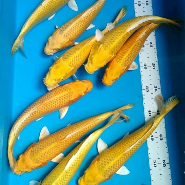 Yamabuki 25-26cm(9ekor)