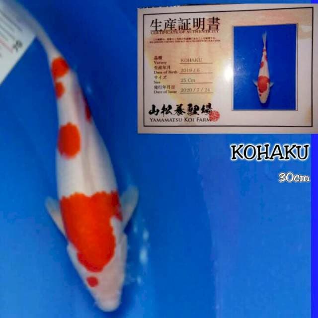 Kohaku. Yamamatsu 30 up