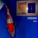 Kohaku. Yamamatsu 30 up