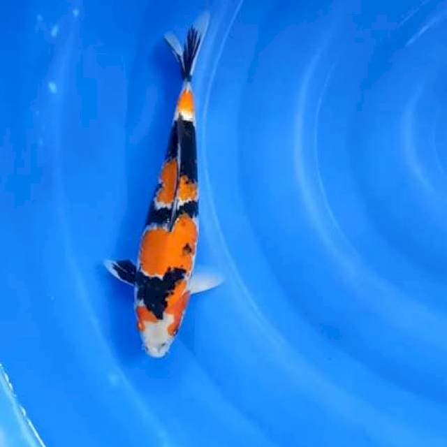 Showa 32Cm