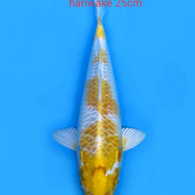 Hariwake 25cm