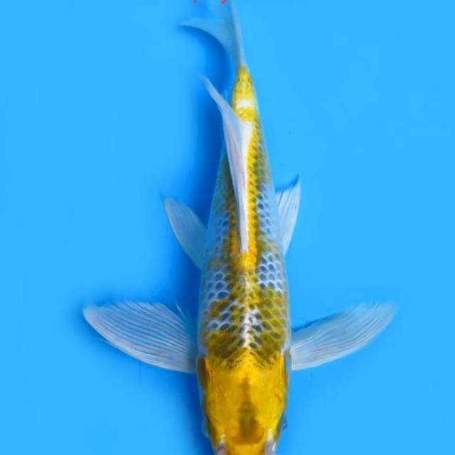 Kumpay 30cm