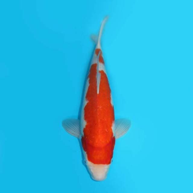 KOHAKU F1 JUMBO TOSAI