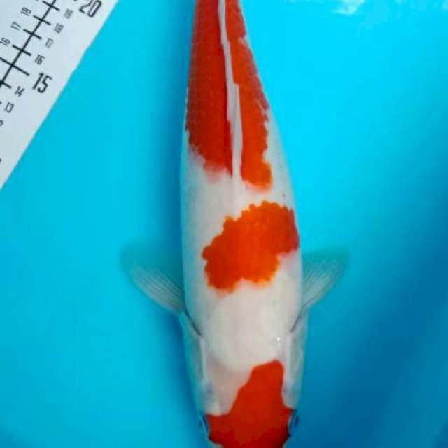 Kohaku 33cm