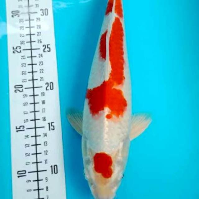 Kohaku 32cm