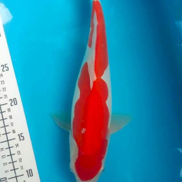 Kohaku doit 30cm