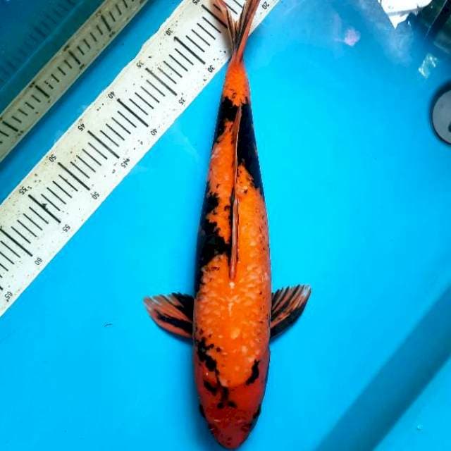 Hi Utsuri 52cm female