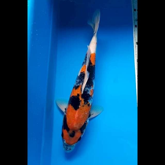 SHOWA PUNUK 35 Cm, JANTAN