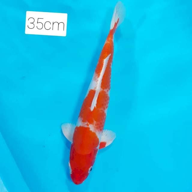 Kikusui 35cm🏆