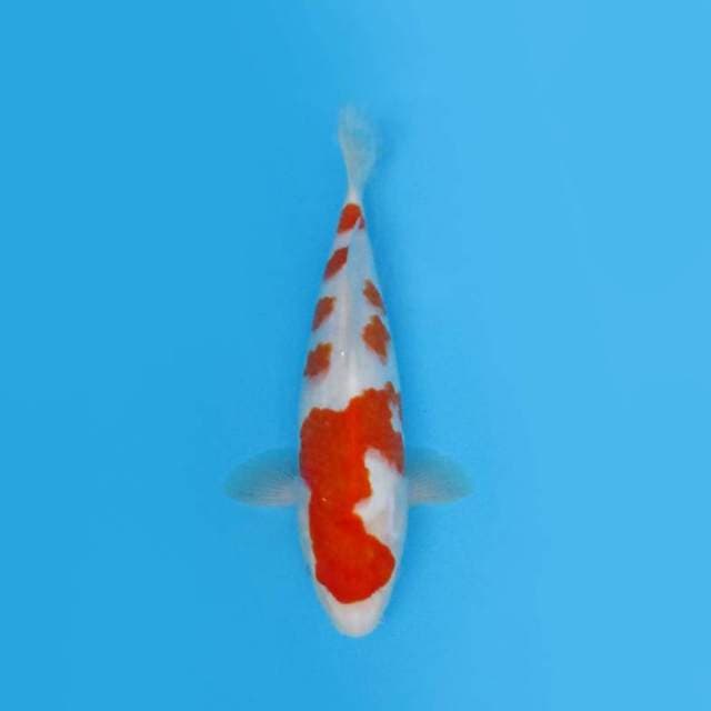 KOHAKU F1