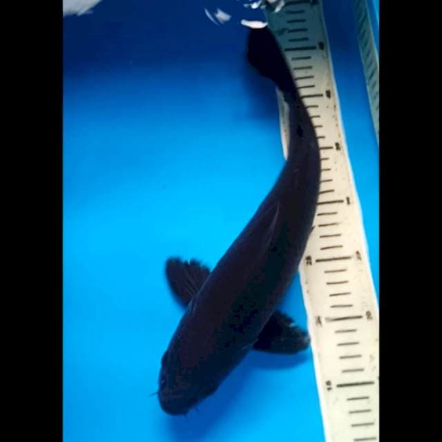 KARASHUGOI PUNUK 36 Cm, JANTAN