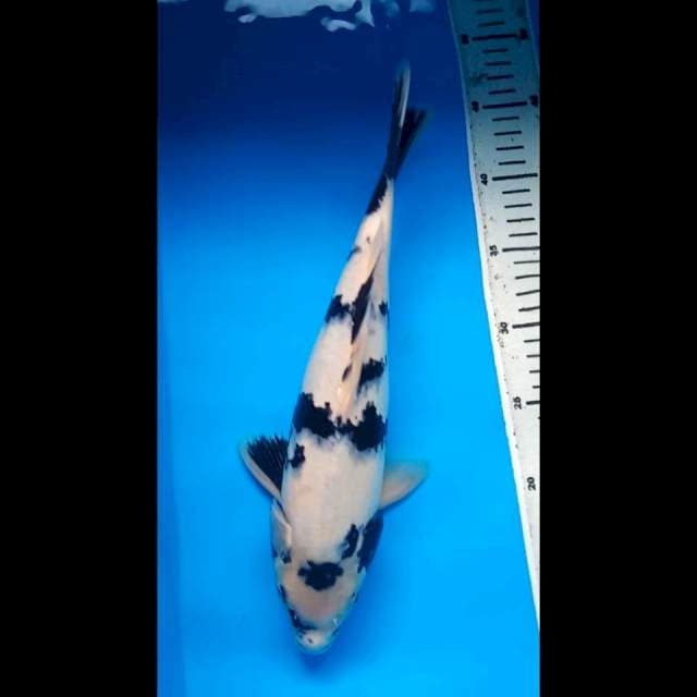 SHIRO PUNUK 34 Cm, JANTAN