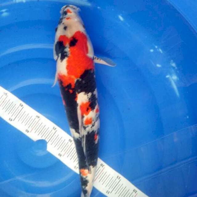 Showa F1 isa. 53cm. Male.