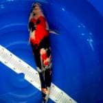 Showa F1 isa. 53cm. Male.