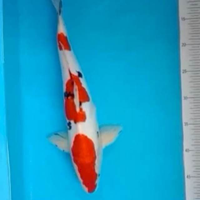 Sanke Doit 42Cm Jantan