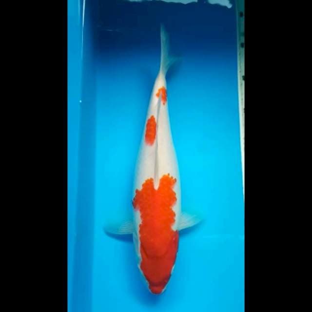 KOHAKU PUNUK 36 Cm