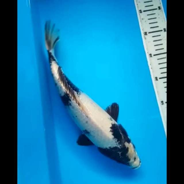 SHIRO PUNUK 33 Cm