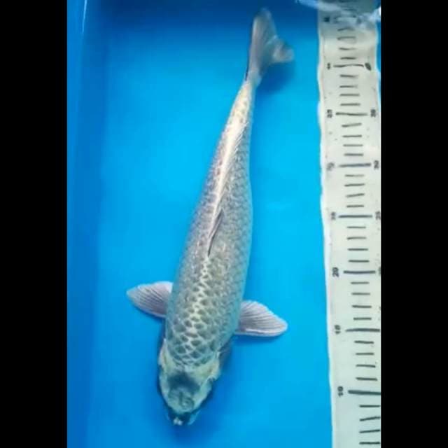 MUKASHI GINRIN JUMBO 38 Cm