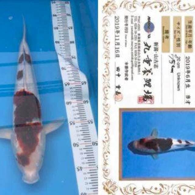 Goromo Import 41cm Marujyu