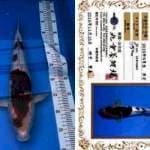 Goromo Import 41cm Marujyu
