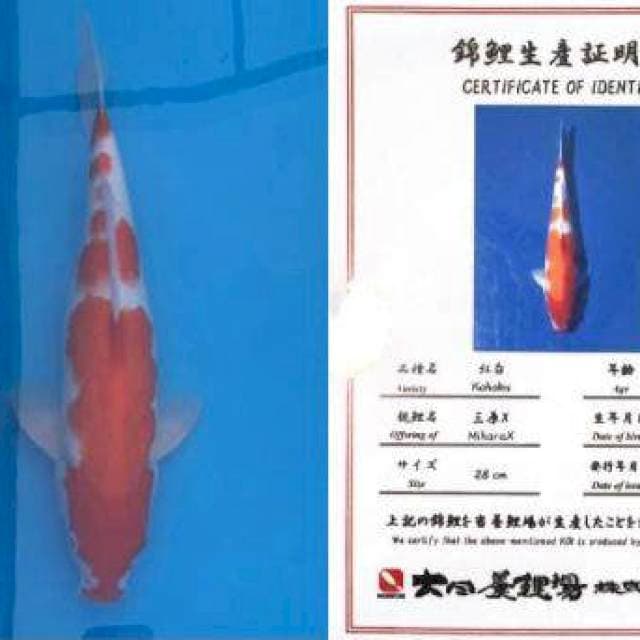 Kohaku Import 37cm Dainichi