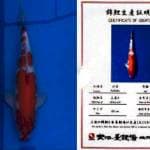 Kohaku Import 37cm Dainichi