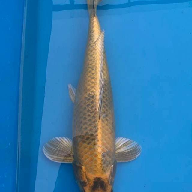 Kin Ki Utsuri 43cm Locan
