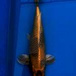 Kin Ki Utsuri 43cm Locan