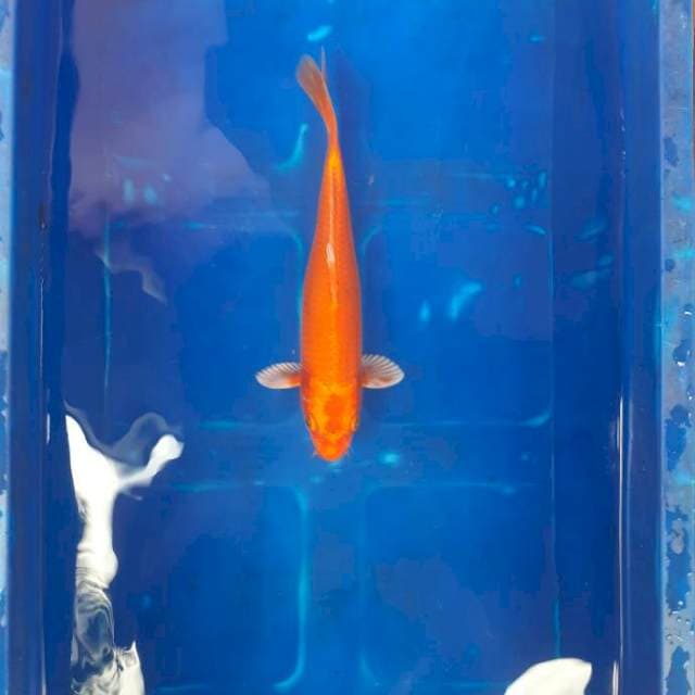 Ogon 25 BU
