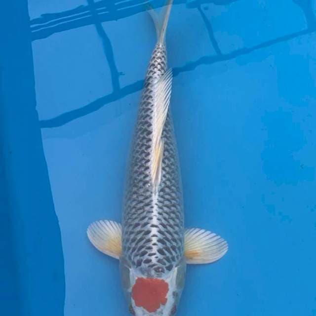 Tancho Kujaku 36cm Logan