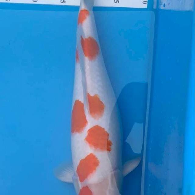 Sakura Kohaku 45cm Locan